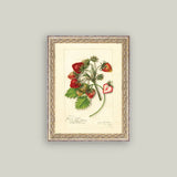 Study of Strawberries Framed Antique Art