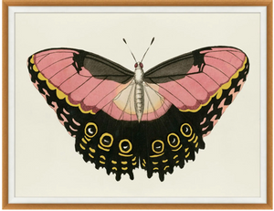 Pink and Gold Butterfly 1 43.25"w x 33.25"h