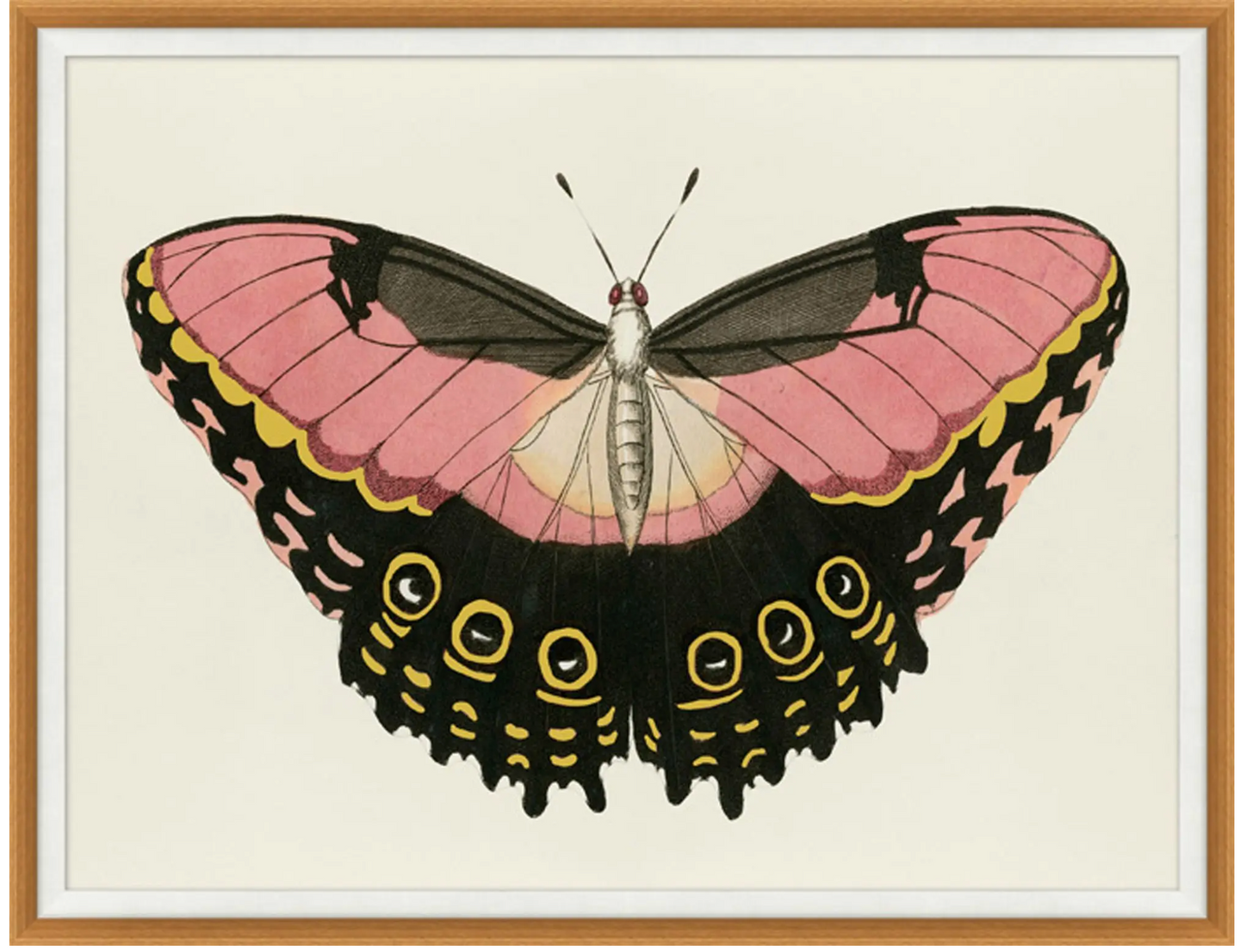 Pink and Gold Butterfly 1 43.25