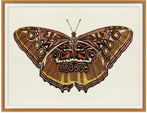 Pink and Gold Butterfly 2 43.25"w x 33.25"h