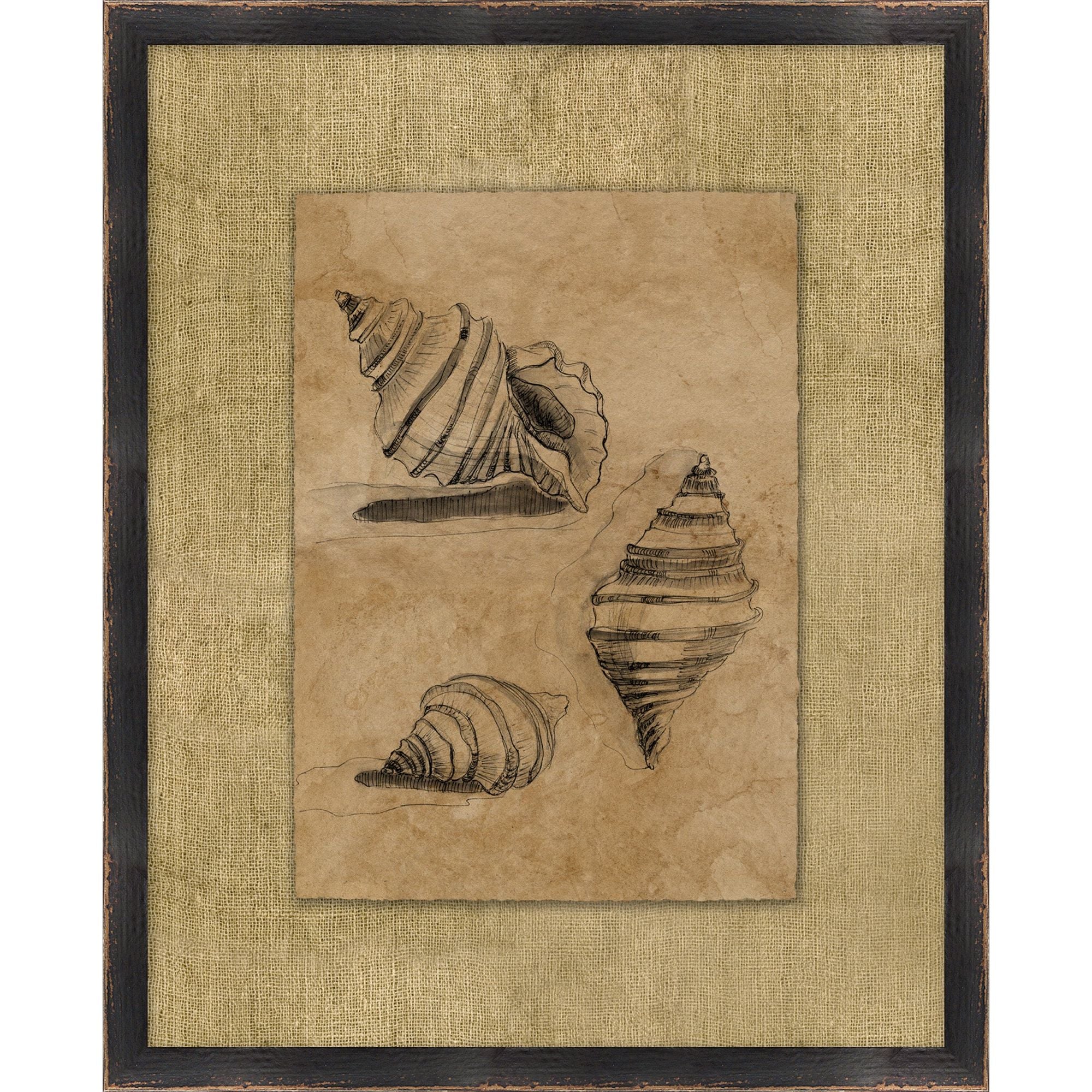 Seashell Study 1 Art | MegMade – MegMade Store
