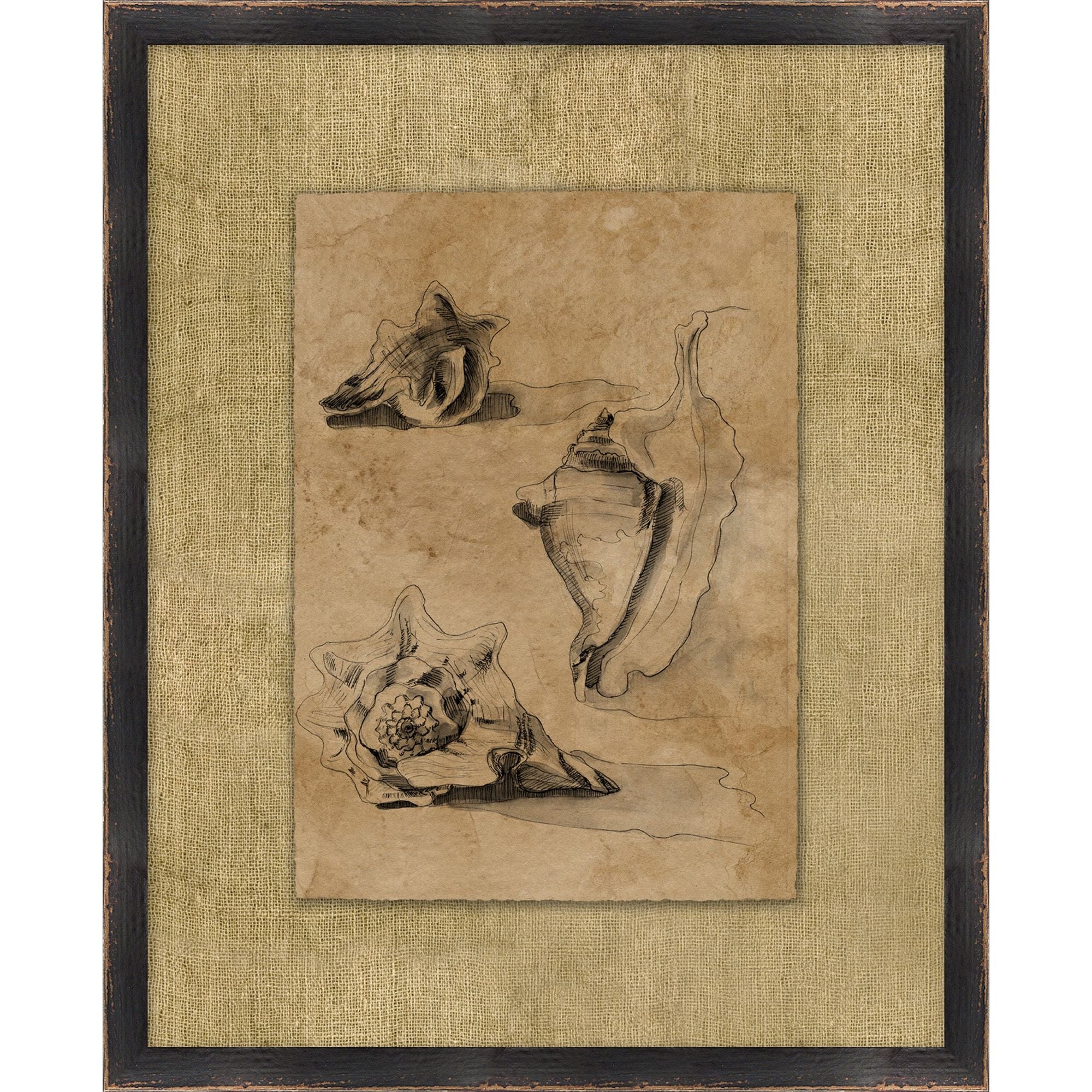 Seashell Study 2 Art | MegMade – MegMade Store