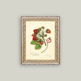 Study of Strawberries Framed Antique Art