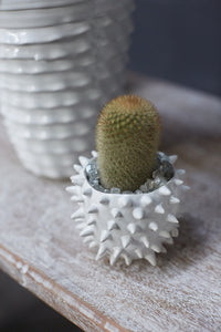 Cacti Ceramic Spiked Pot Small